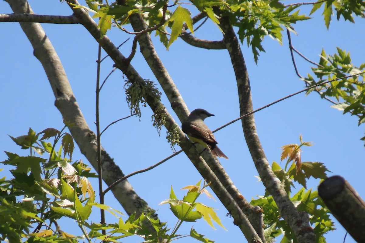 Western Kingbird - ML582048831