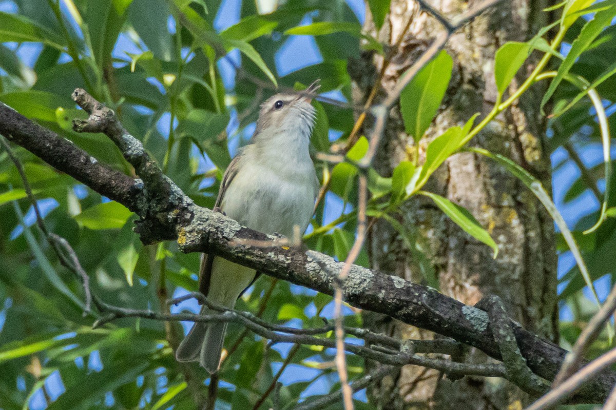 Warbling Vireo - ML582049451