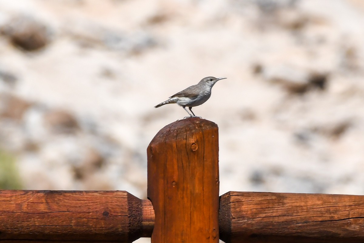 Rock Wren - ML582050181