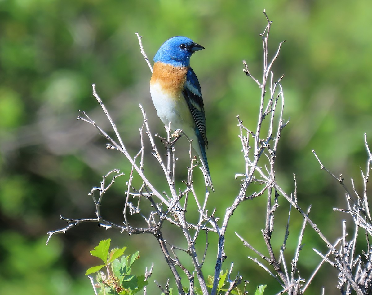 Lazuli Bunting - ML582050881