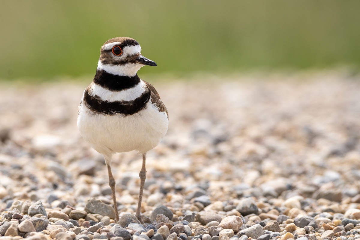 Killdeer - ML582051501