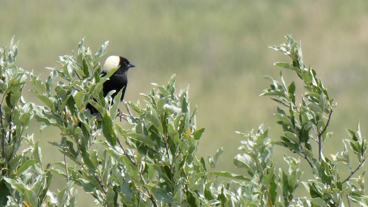 bobolink americký - ML582052171