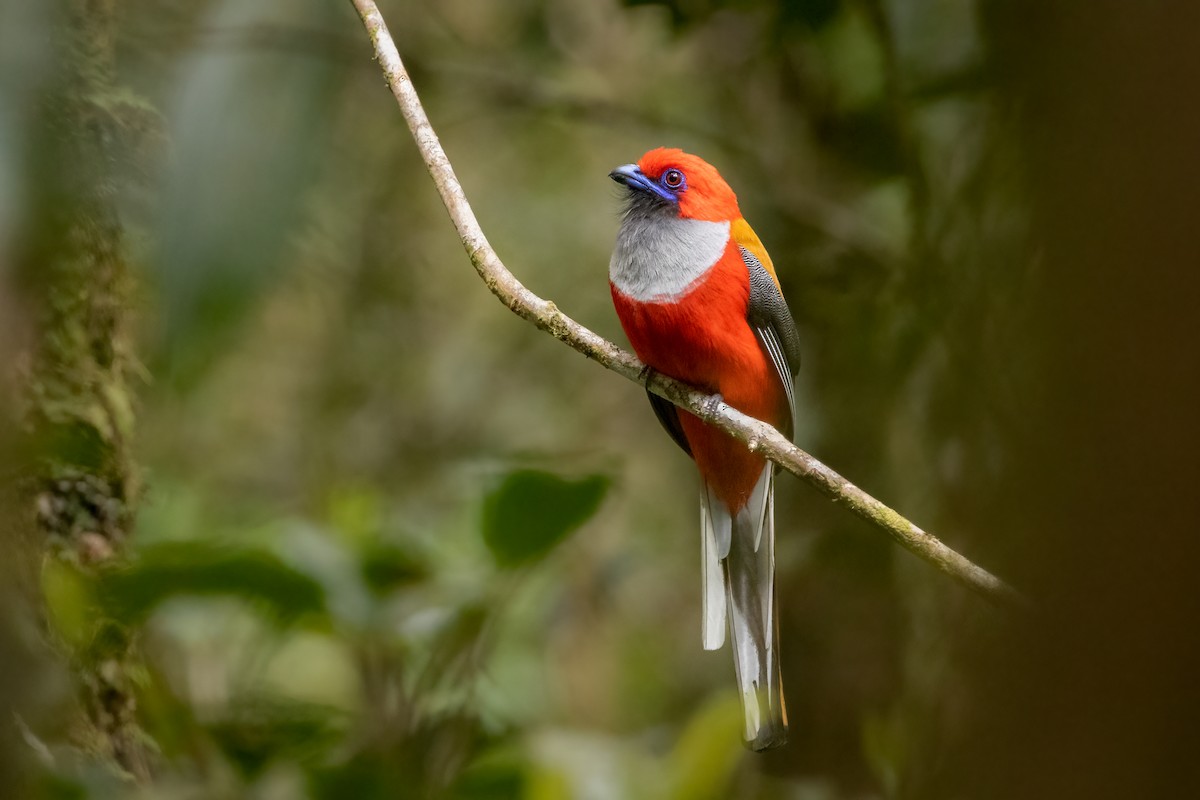 Whitehead's Trogon - ML582053261