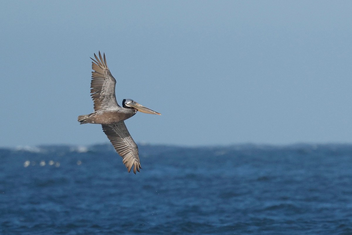 Brown Pelican - ML582053351