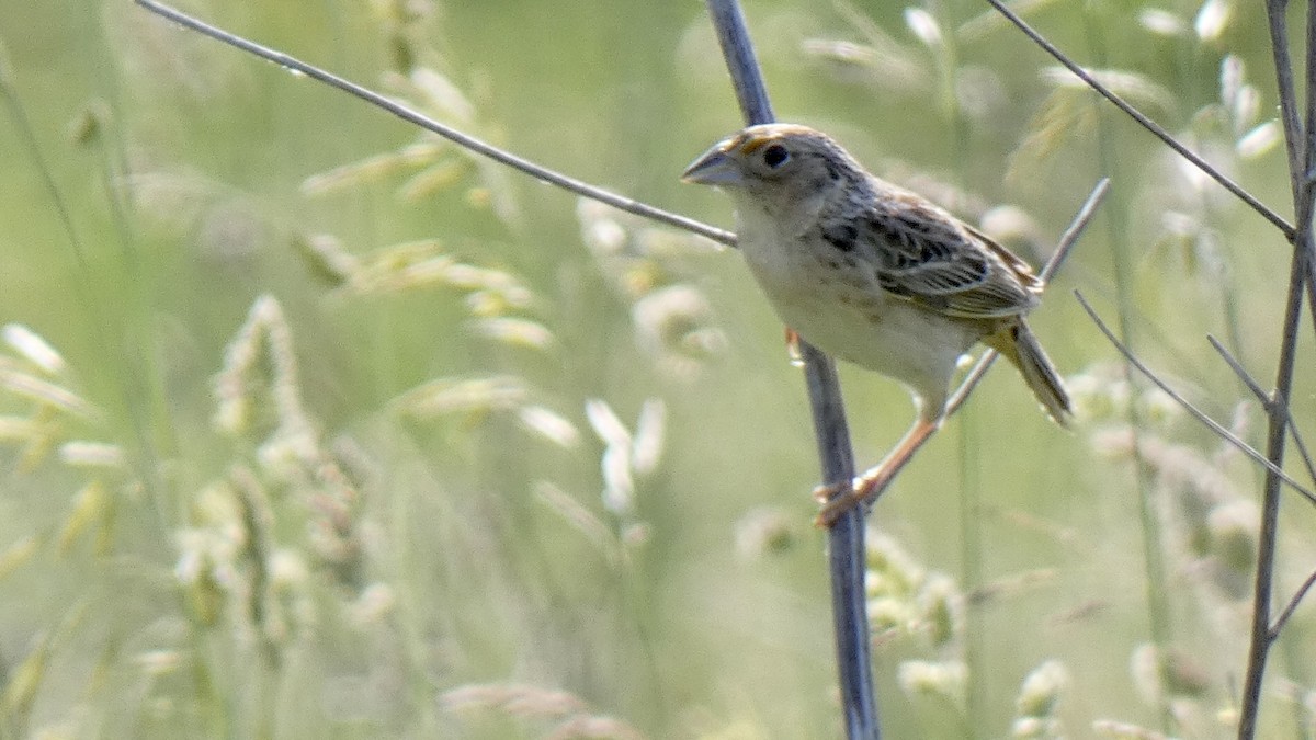 Grasshopper Sparrow - Andy Brown