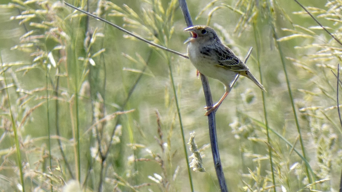 Grasshopper Sparrow - ML582053651