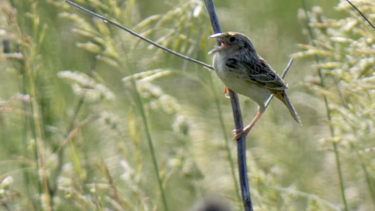 Grasshopper Sparrow - ML582053661