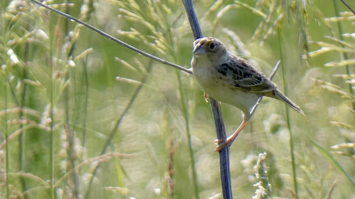 Grasshopper Sparrow - ML582053671