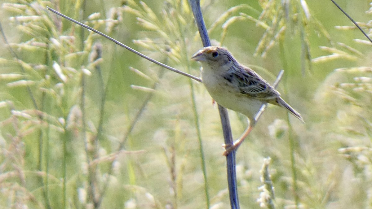 Grasshopper Sparrow - ML582053681