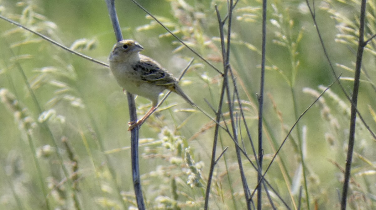 Grasshopper Sparrow - ML582053691