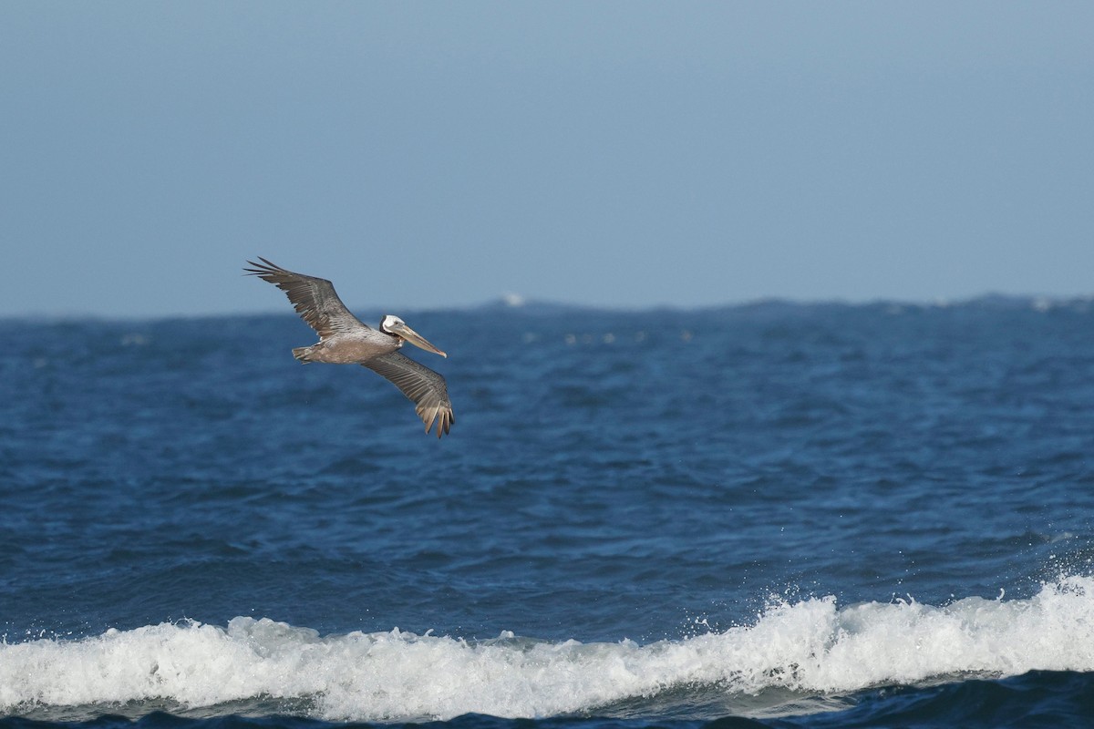 Brown Pelican - ML582054091