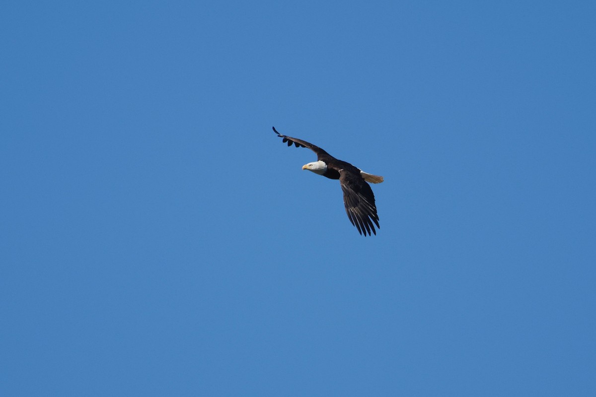 Bald Eagle - ML582054281
