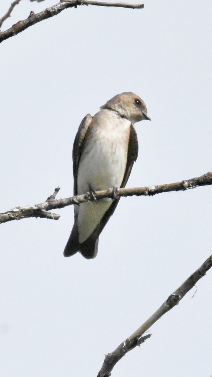 Northern Rough-winged Swallow - Alicia Arnold 🦩