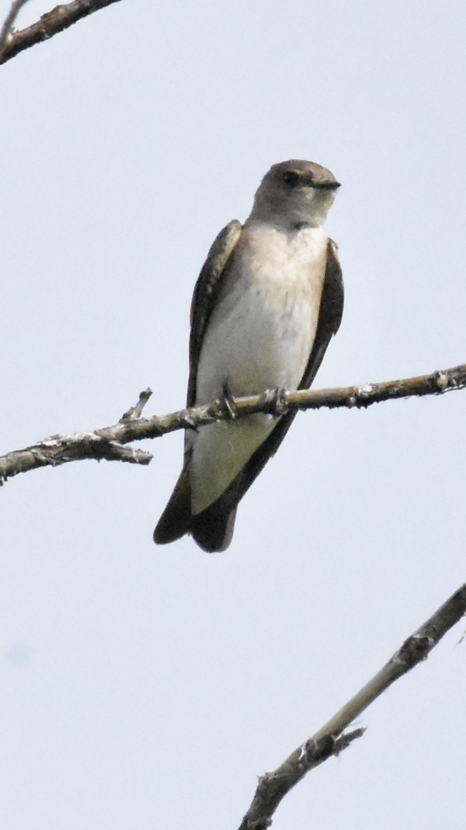 Northern Rough-winged Swallow - Alicia Arnold 🦩