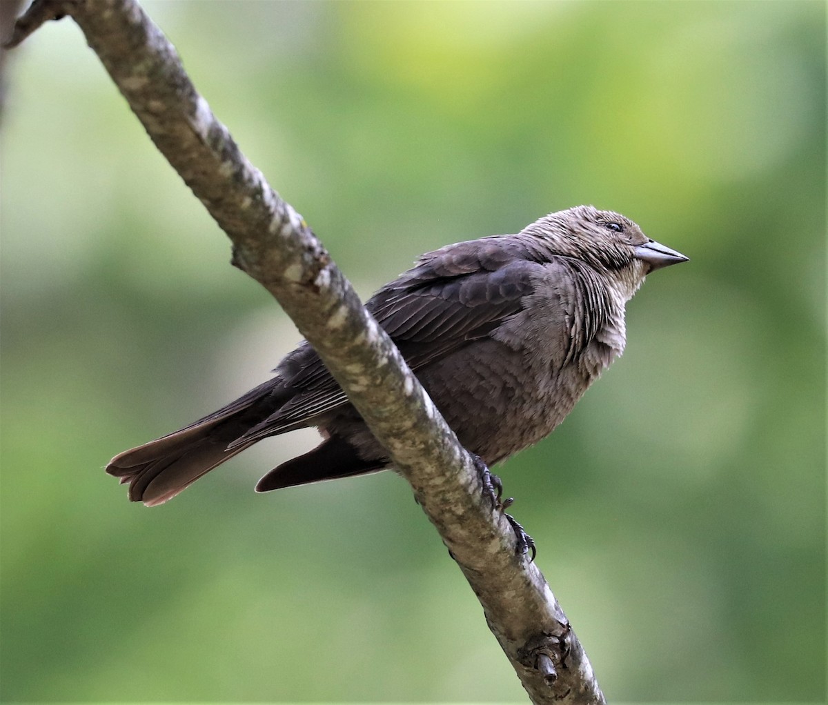 Brown-headed Cowbird - Herbert King