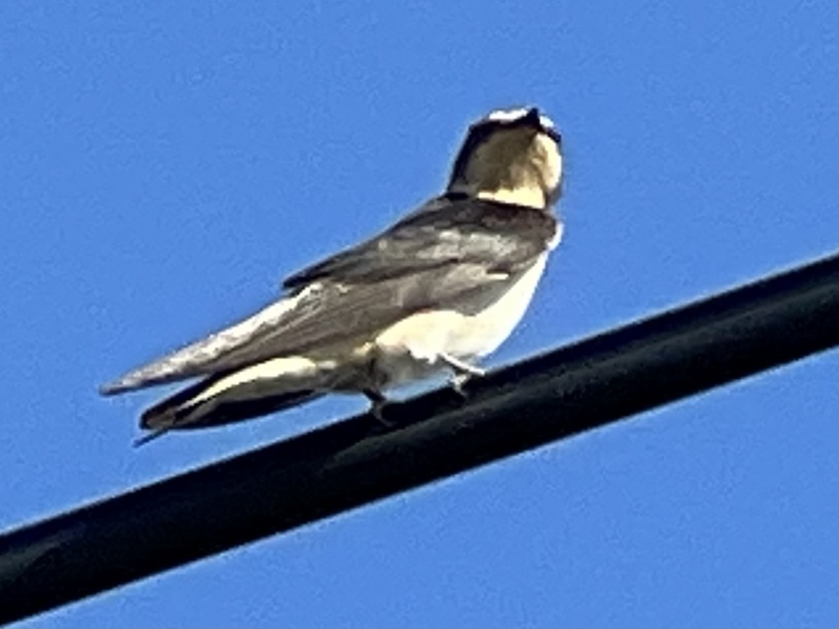 Cliff Swallow - ML582055231