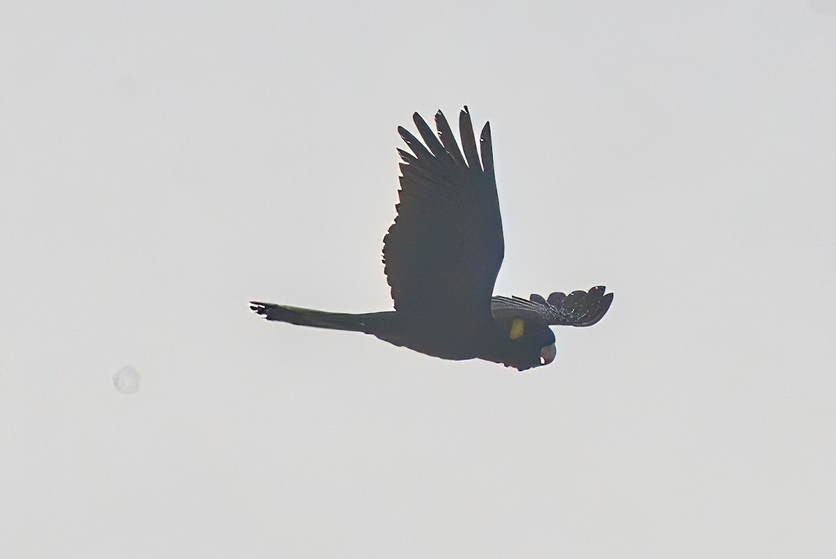 Yellow-tailed Black-Cockatoo - ML582055661