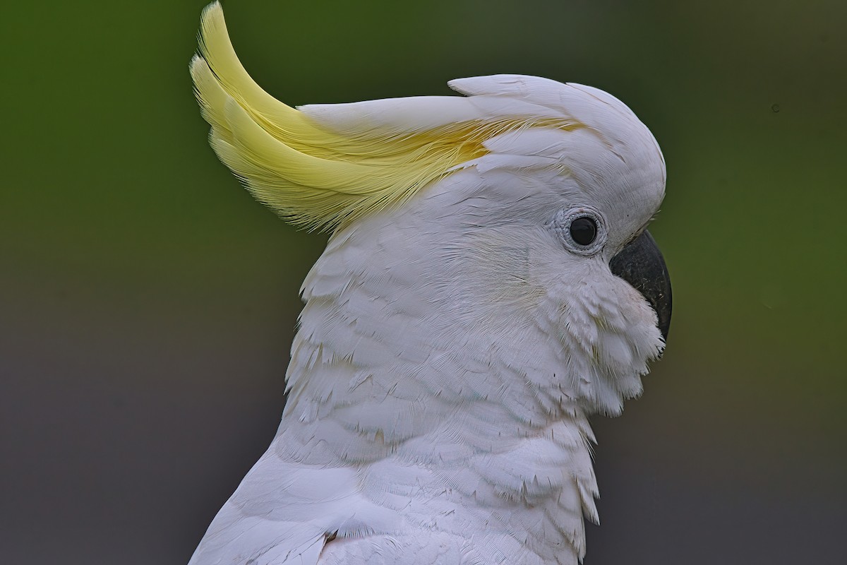 Sulphur-crested Cockatoo - Alfons  Lawen