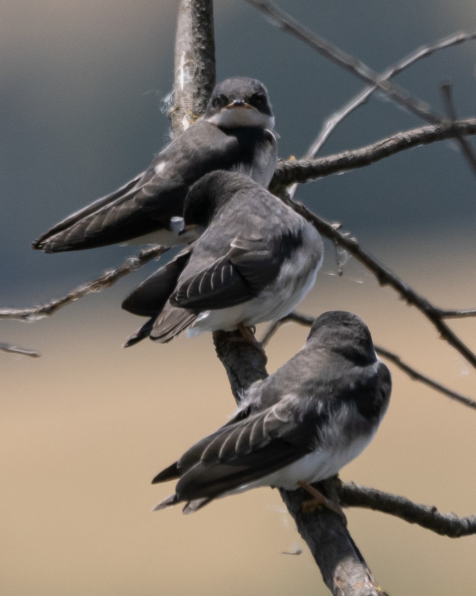 Tree Swallow - ML582056051