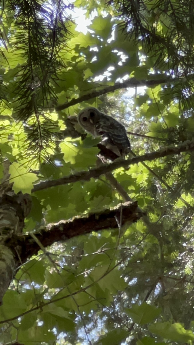 Barred Owl - ML582056571