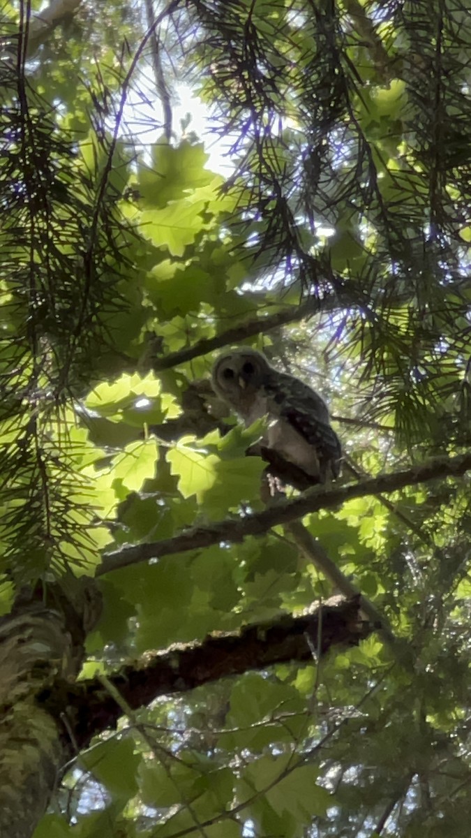 Barred Owl - ML582056581