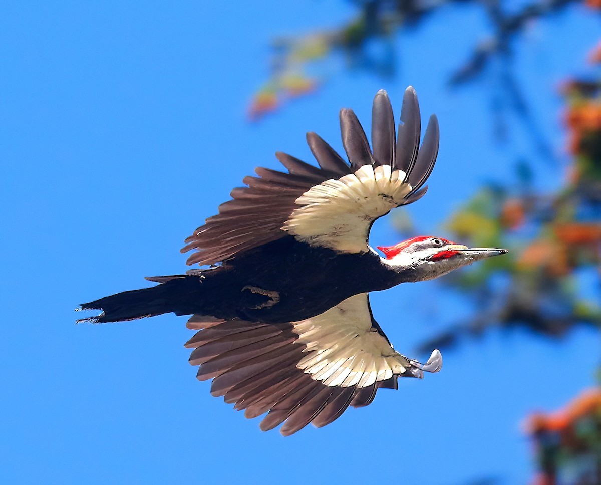 Pileated Woodpecker - ML582057101