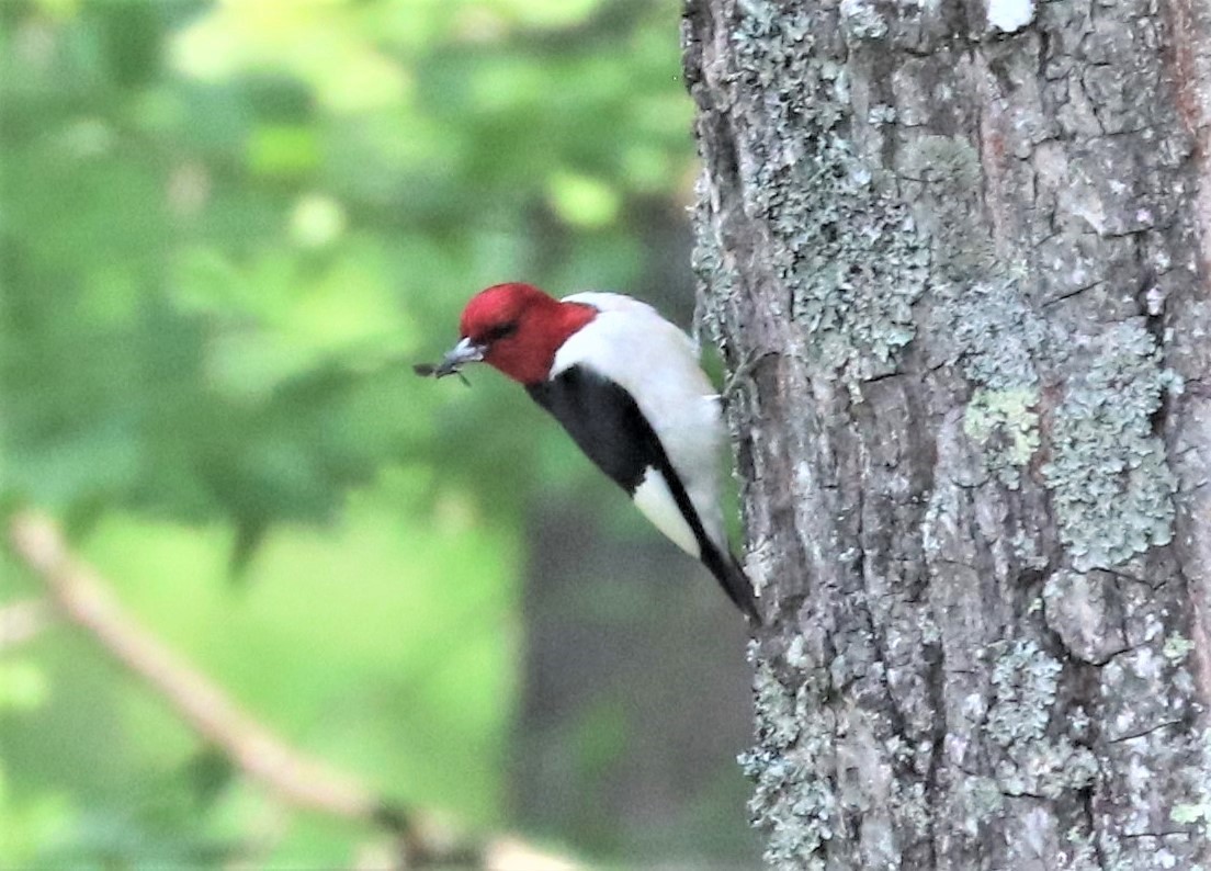 Red-headed Woodpecker - Herbert King