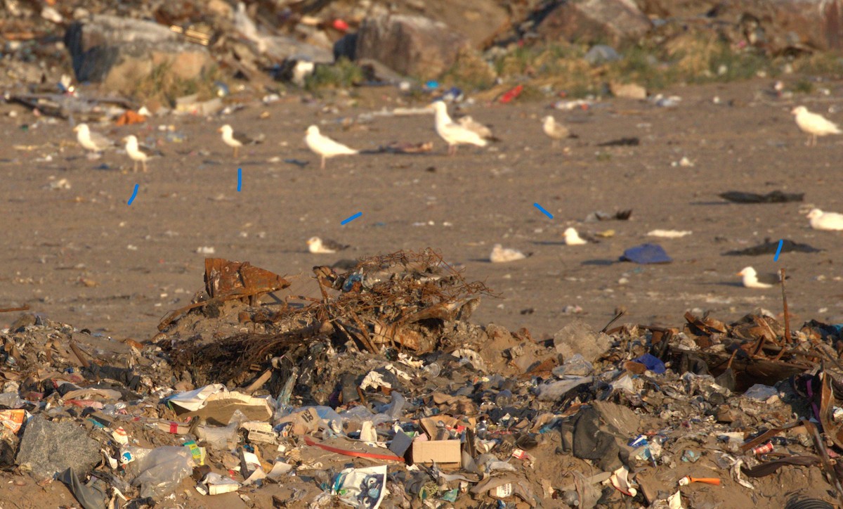 Lesser Black-backed Gull - ML582058351