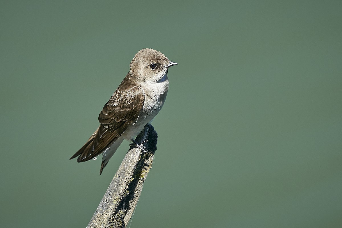 Northern Rough-winged Swallow - Jack Williamson