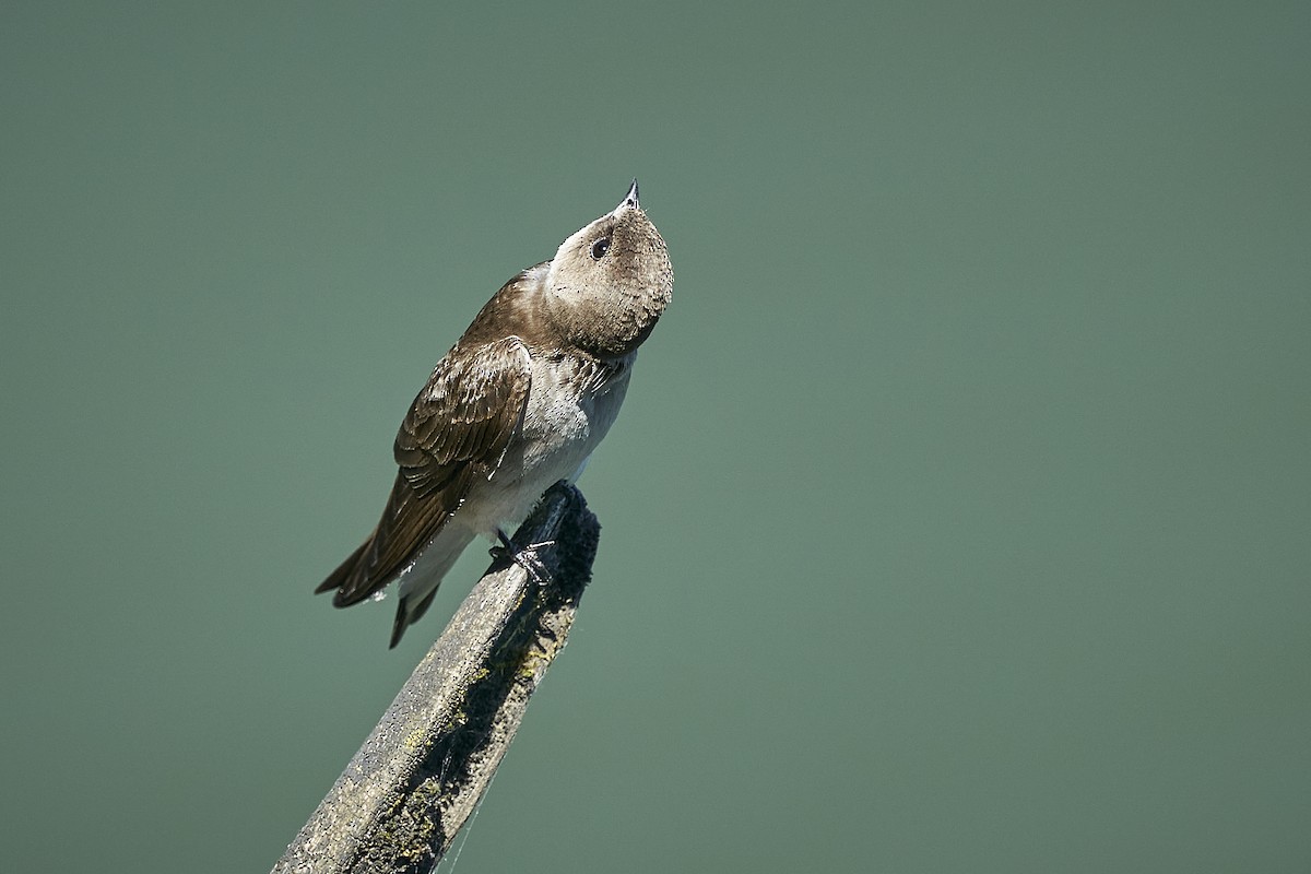 Northern Rough-winged Swallow - Jack Williamson