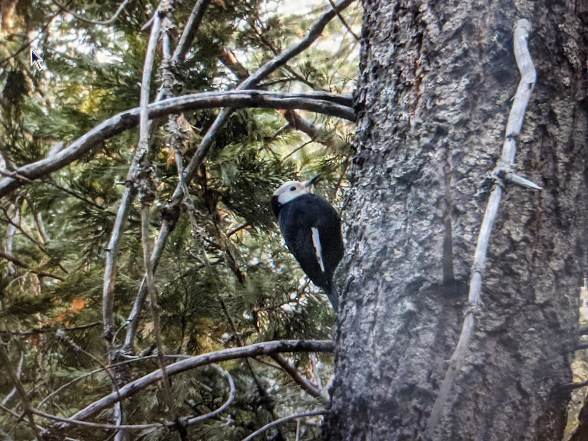 White-headed Woodpecker - ML582059101