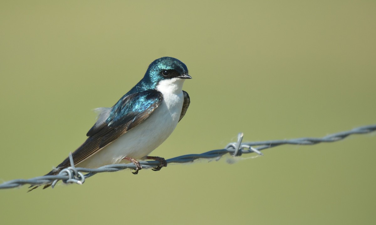 Tree Swallow - ML582059171