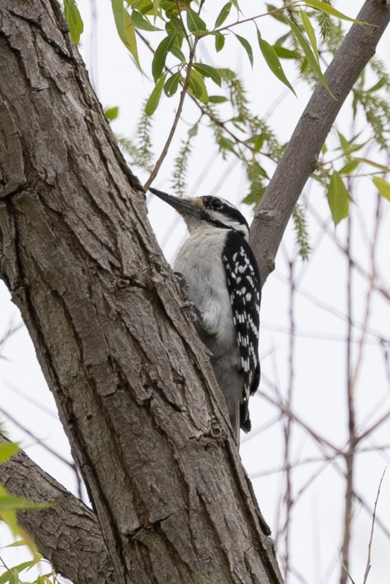 Hairy Woodpecker - ML582059391