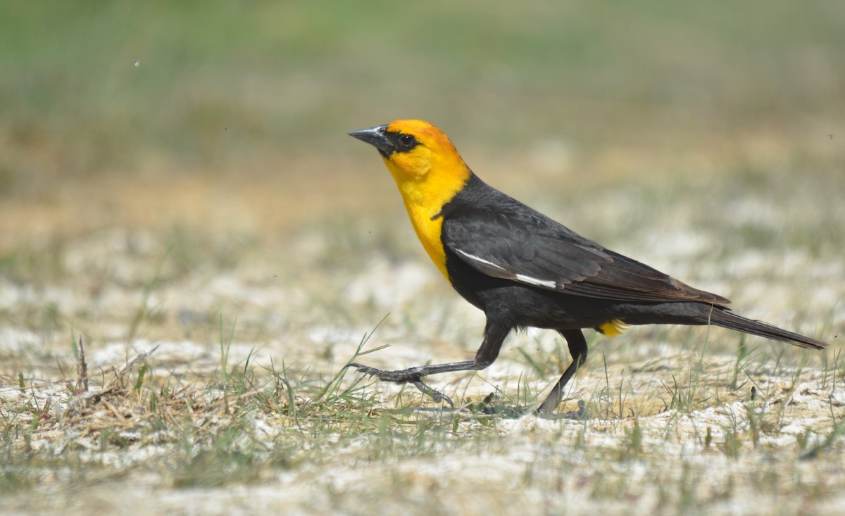 Yellow-headed Blackbird - ML582061031