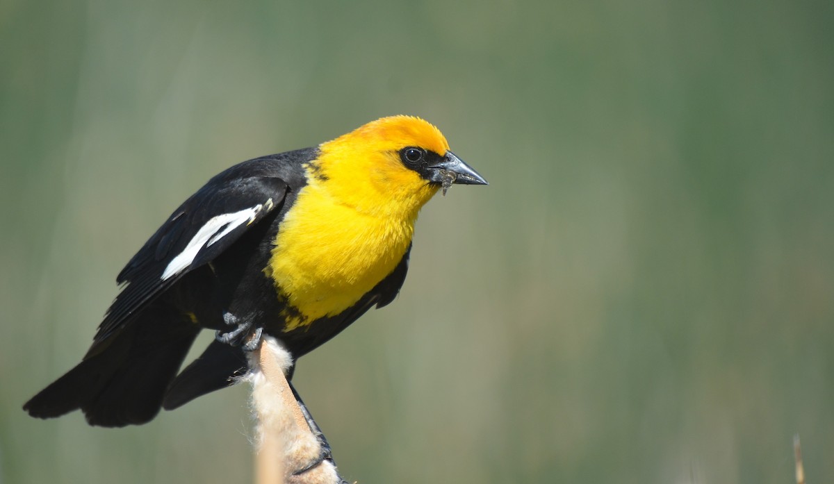 Yellow-headed Blackbird - ML582061101