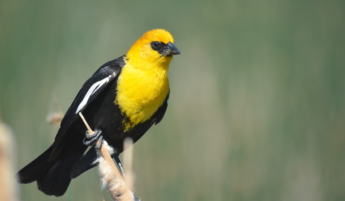 Yellow-headed Blackbird - ML582061261