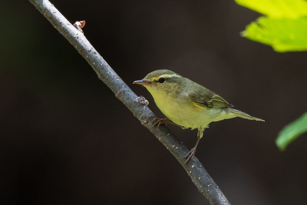 Green Warbler - Omer Toy
