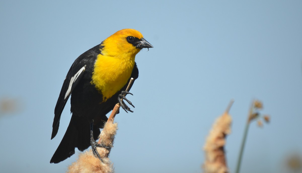 Yellow-headed Blackbird - ML582061631
