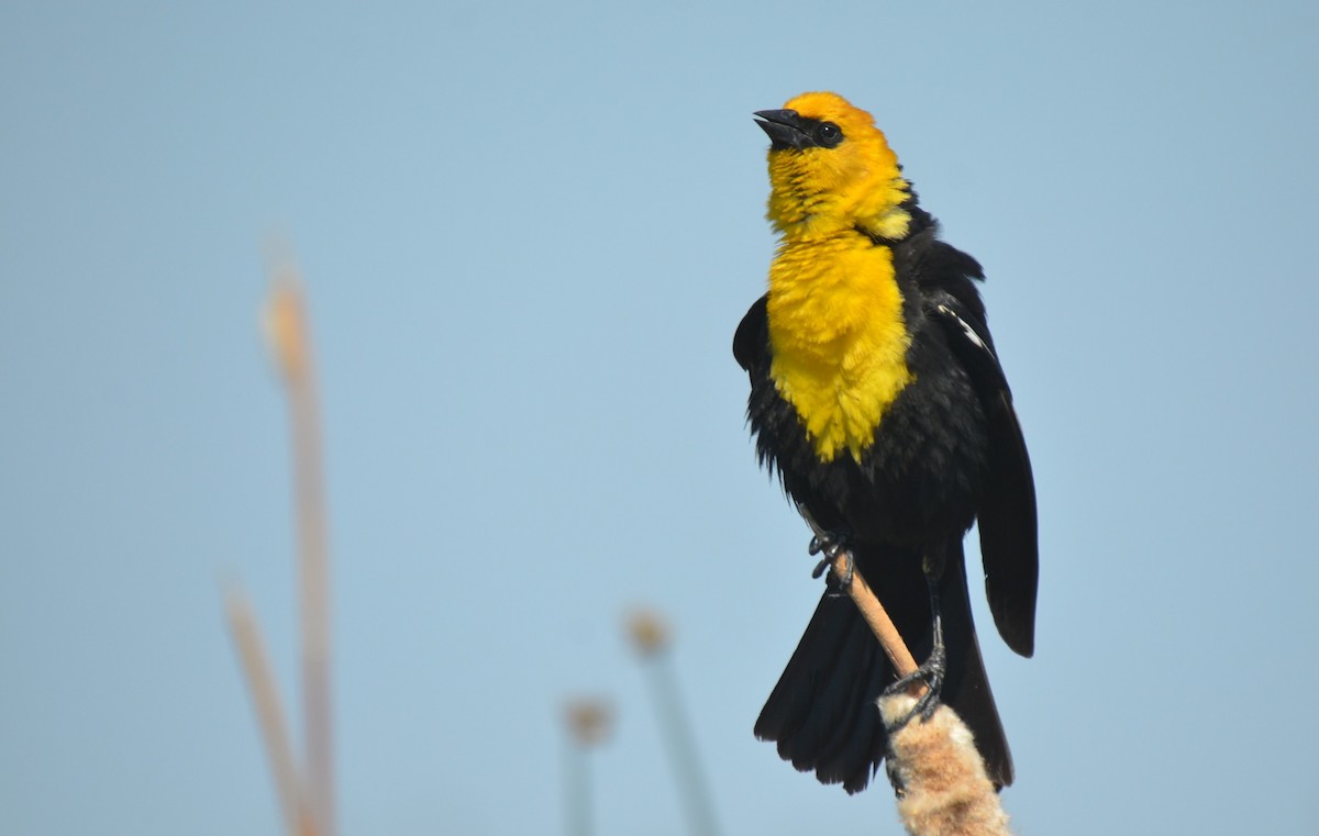 Yellow-headed Blackbird - ML582061921