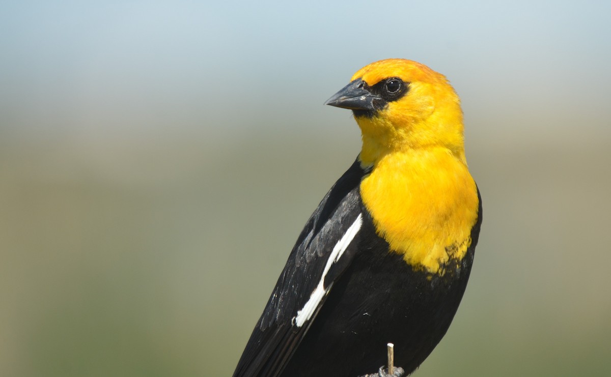 Yellow-headed Blackbird - ML582062171