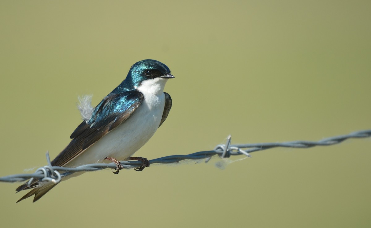 Tree Swallow - ML582062591