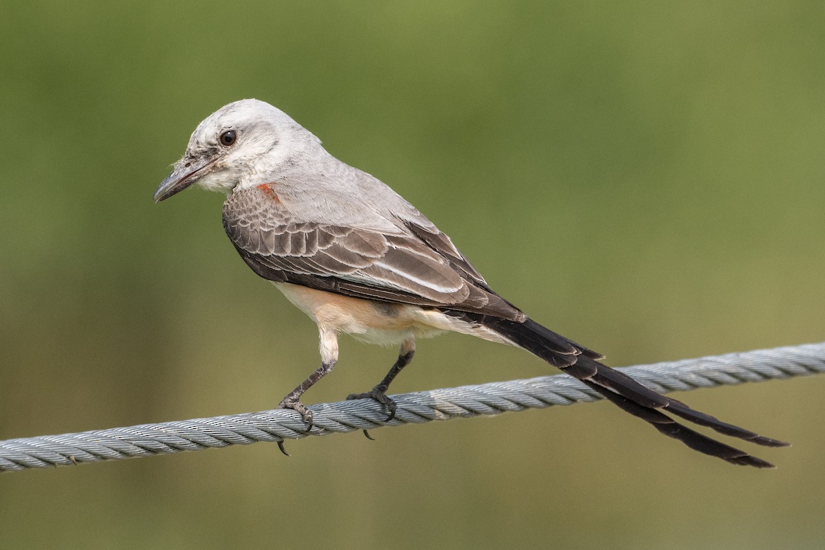 Scissor-tailed Flycatcher - ML582063531