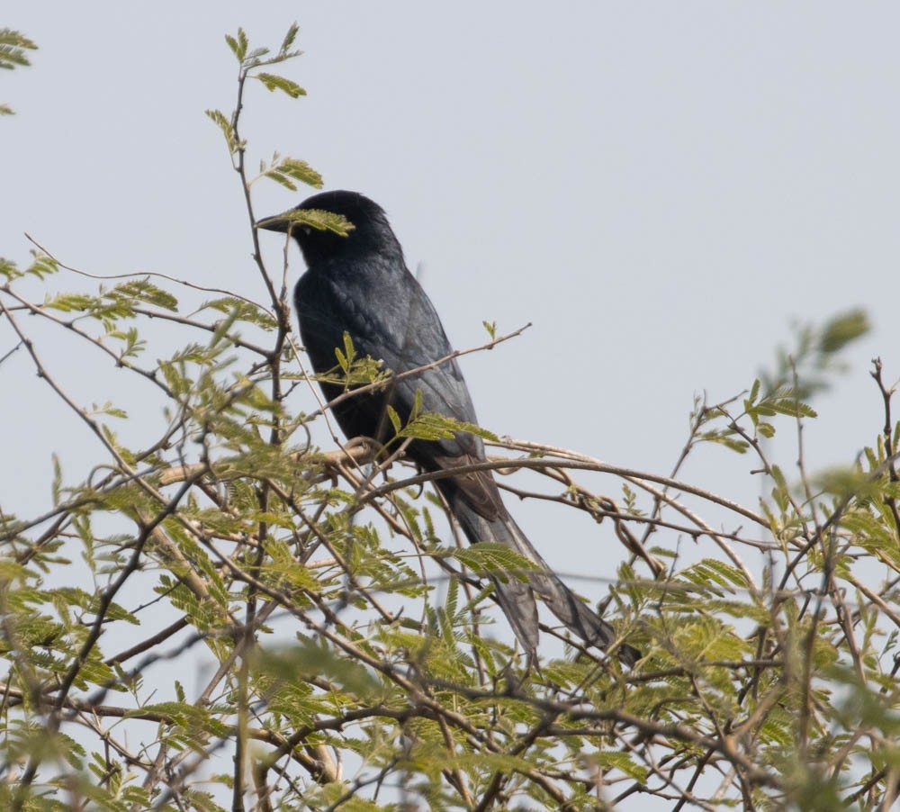 Black Drongo - Lindy Fung