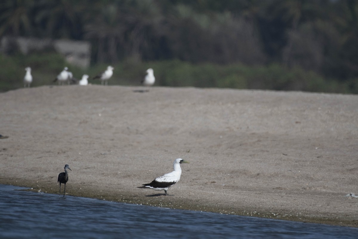 tanımsız Larus sp. - ML582064341