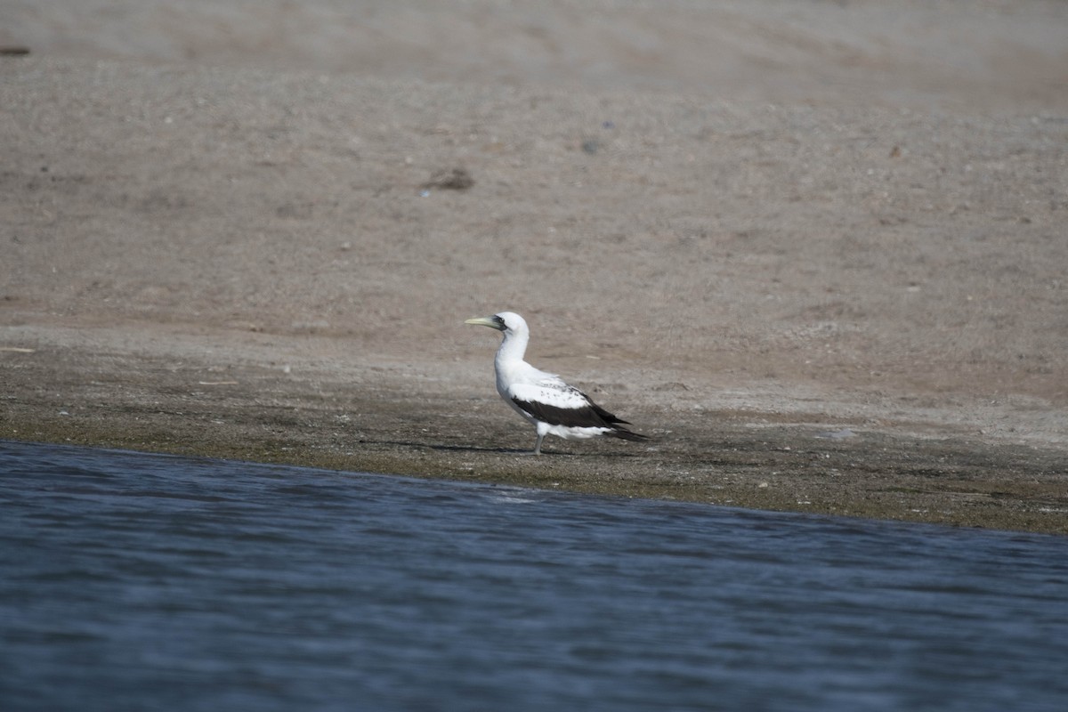 Masked Booby - ML582064461