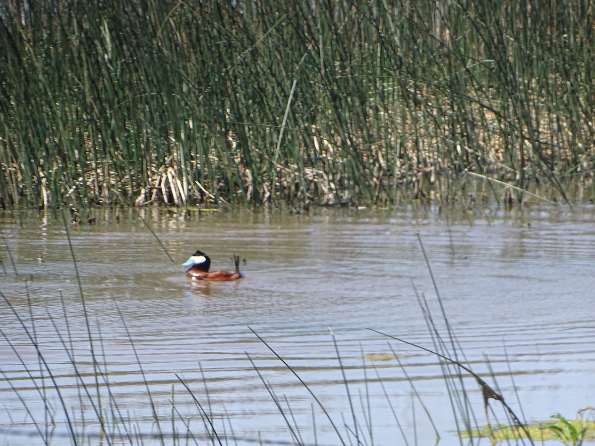 Ruddy Duck - Robert Solomon