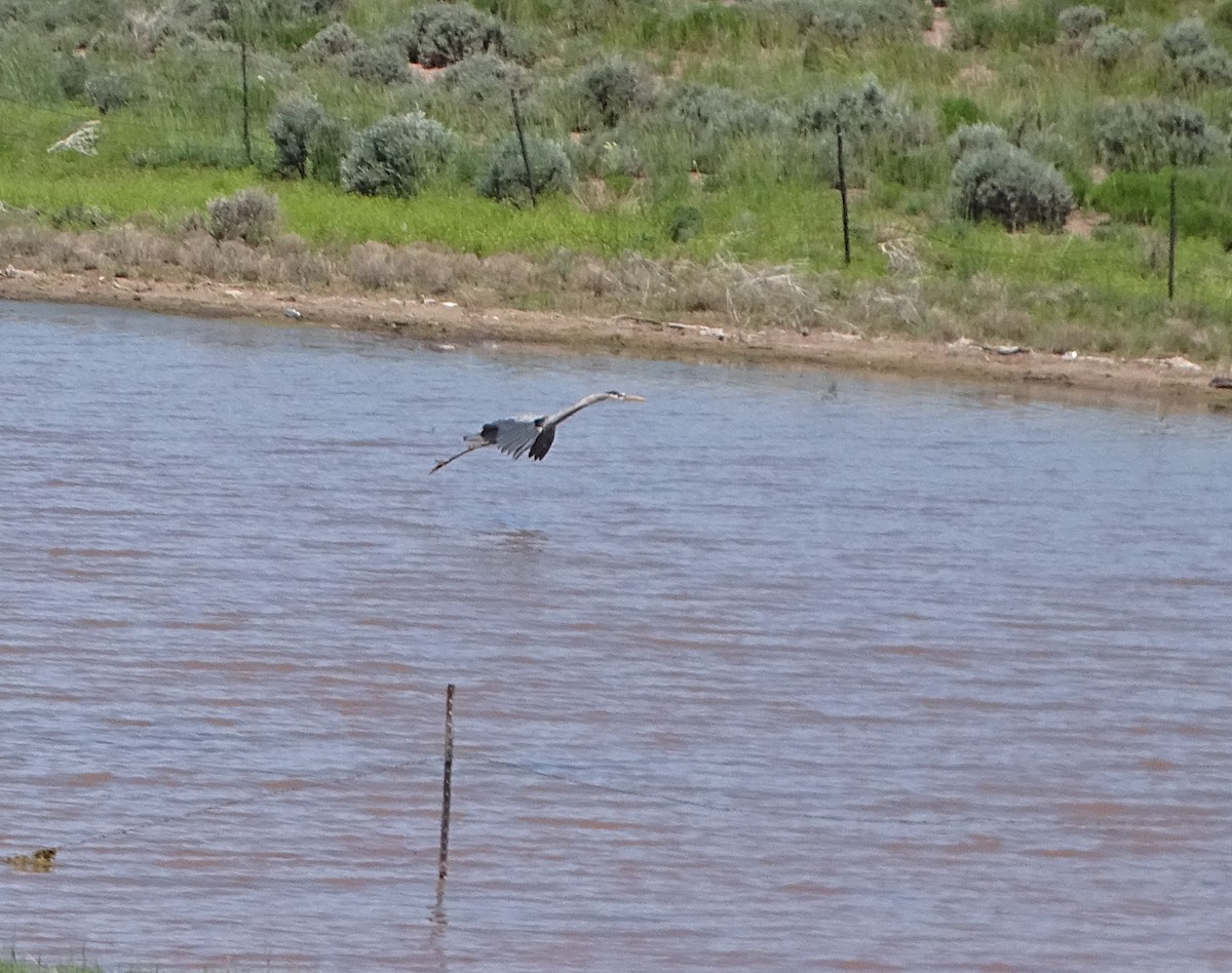 Great Blue Heron - Robert Solomon