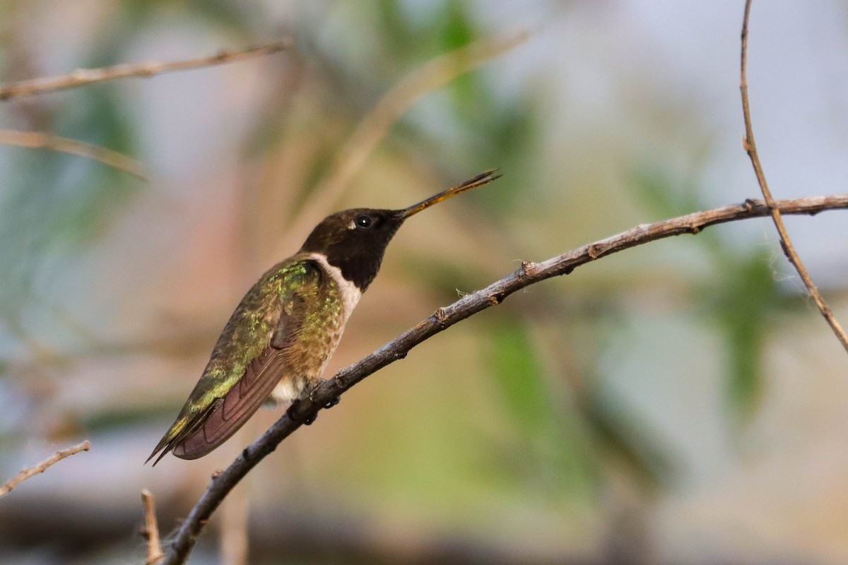 Black-chinned Hummingbird - ML582065781