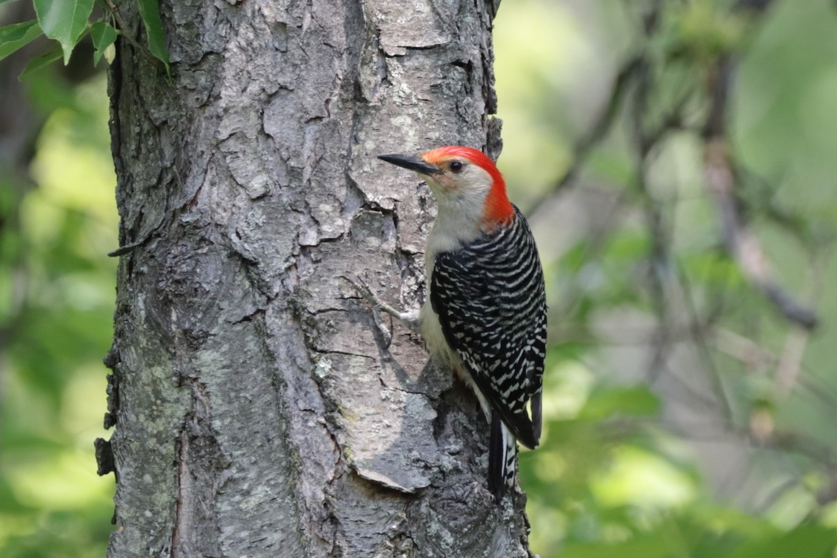 Red-bellied Woodpecker - ML582065931