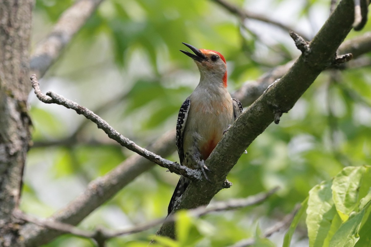 Red-bellied Woodpecker - ML582065941